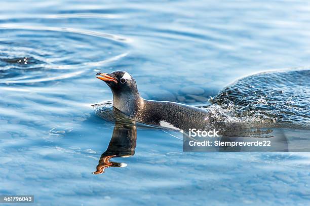 Pingüinos De Antártida Foto de stock y más banco de imágenes de Aire libre - Aire libre, Animal, Antártida