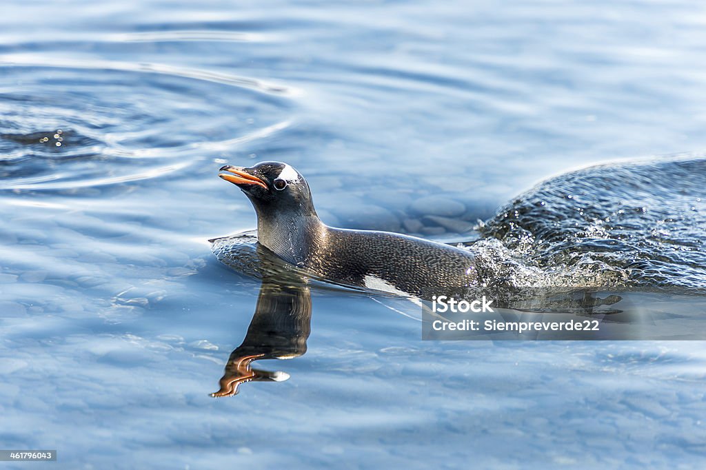 ペンギンの南極大陸 - ペンギンのロイヤリティフリーストックフォト