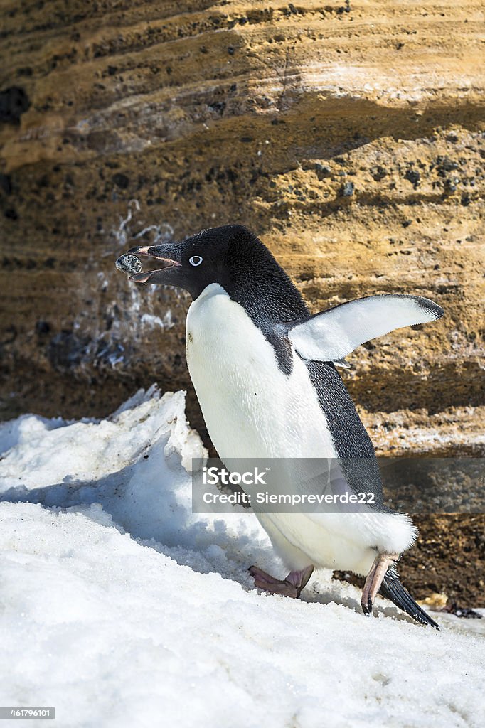 Penguins de l'Antarctique - Photo de Antarctique libre de droits