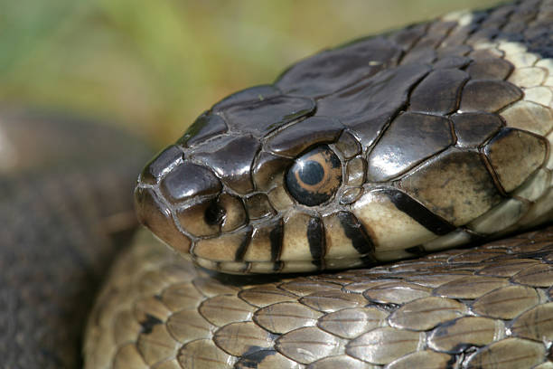 istock Grass snake, Natrix natrixx 461796379