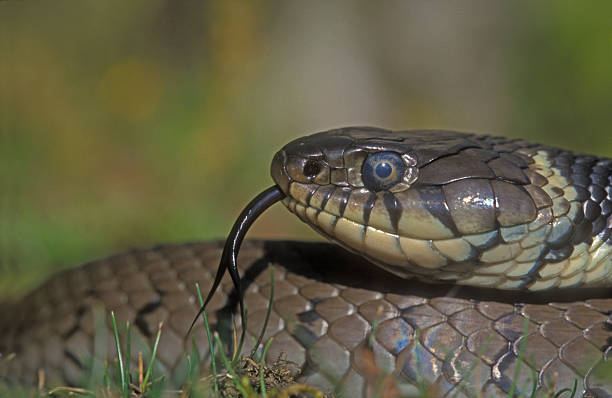 istock Grass snake, Natrix natrixx 461796431