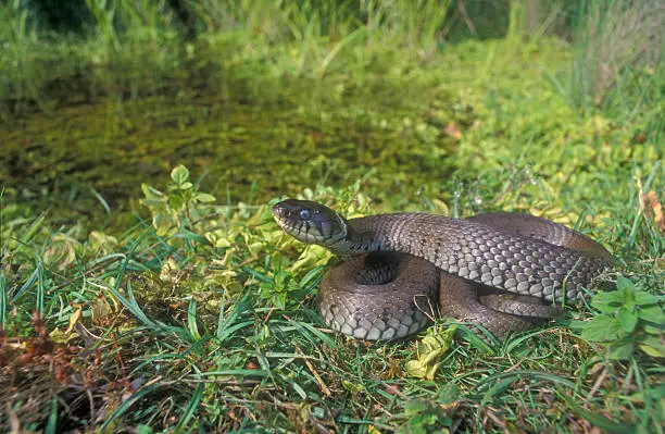 Grass snake, Natrix natrix, single reptile on grass