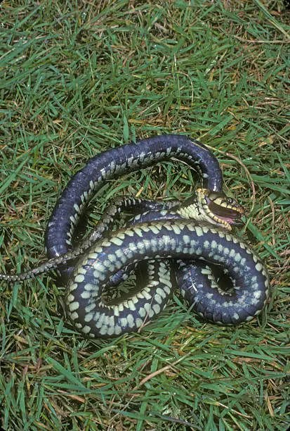 Grass snake, Natrix natrix, single reptile playing dead