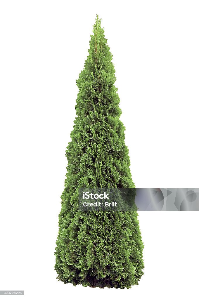 Thuja occidentalis 'Smaragd', Warm Green American Arborvitae Occidental Wintergreen, Isolated Thuja occidentalis 'Smaragd', Warm Green American Arborvitae Occidental Smaragd Wintergreen, Isolated Cut Out Stock Photo