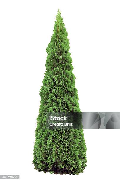 Thuja Occidentalis Smaragd Warm Green American Arborvitae Occidental Wintergreen Isolated Stock Photo - Download Image Now