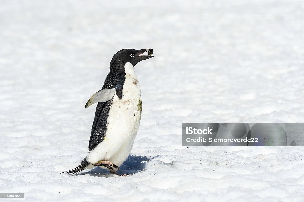 Penguins de l'Antarctique - Photo de Antarctique libre de droits