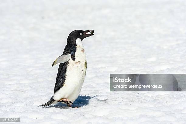 Foto de Pinguim Da Antártica e mais fotos de stock de Animal - Animal, Antártica, Clima