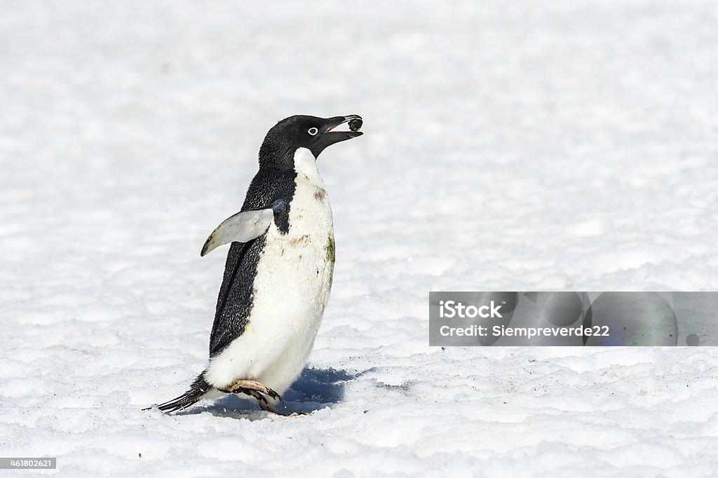 Пингвинов об Антарктике - Стоковые фото Антарктика роялти-фри