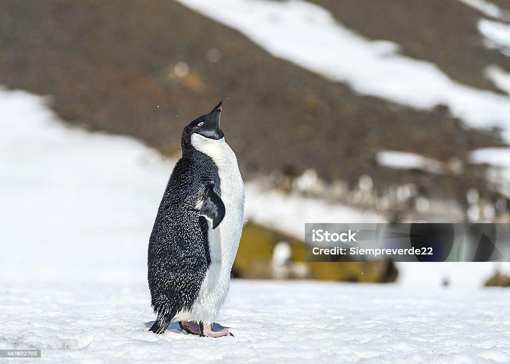 Penguins da Antártida - Royalty-free Animal Foto de stock
