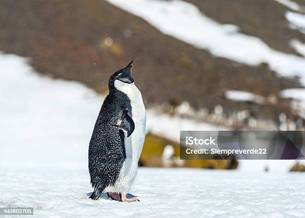 Penguins Da Antártida - Fotografias de stock e mais imagens de Animal - Animal, Antártida, Ao Ar Livre