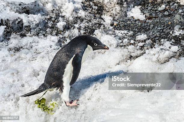 Пингвинов Об Антарктике — стоковые фотографии и другие картинки Антарктика - Антарктика, Горизонтальный, День