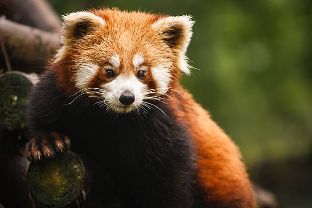 istock Closeup of Red panda bear posing in tree 461803493