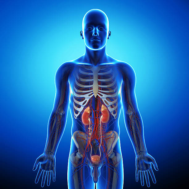 Sistem Urogenital Ilustrasi Foto Stok, Potret & Gambar Bebas Royalti ... Biology Diagrams