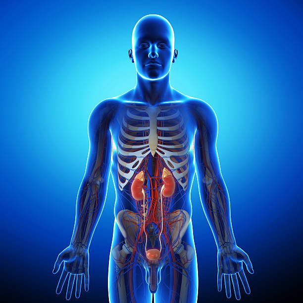 sistema urinario umana in radiografia grigio - human lung x ray image x ray human spine foto e immagini stock