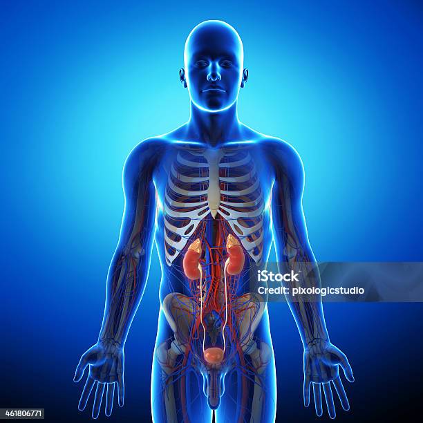 Human Urinary System In Gray Xray Stock Photo - Download Image Now - Anatomy, Blue, Human Internal Organ