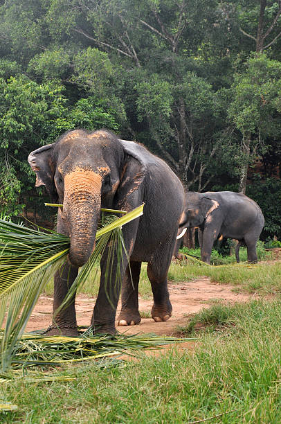istock Elephant bull and female wildlife 461807031