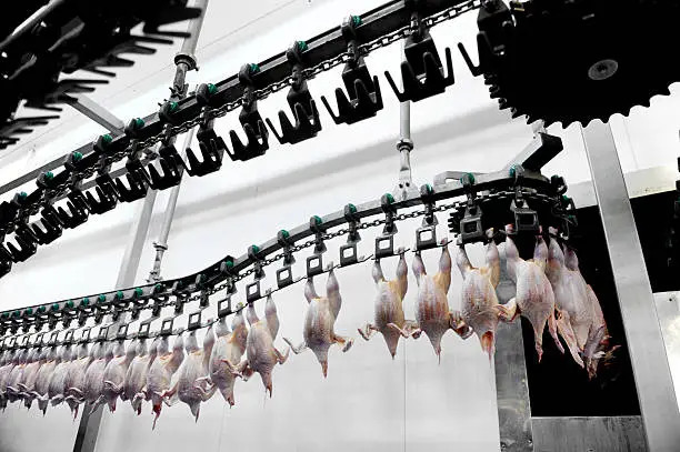 Photo of Poultry Meat Processing
