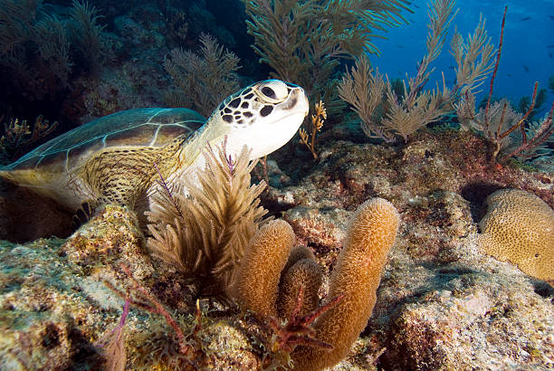 Turtle on Molasses Reef SONY DSC, underwater reef scene with turtle on Molasses Reef, Key Largo, Florida. key largo stock pictures, royalty-free photos & images