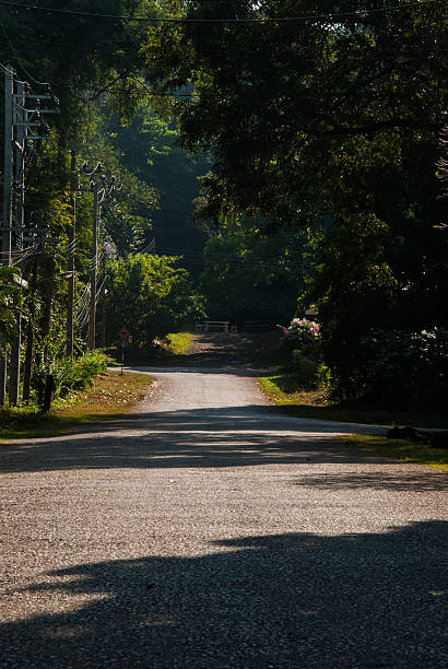 istock Country road with trees along 461808791