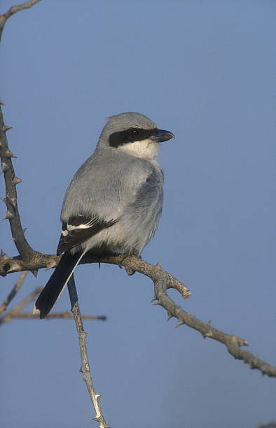 istock Great-grey shrike, Lanius excubitor 461809383