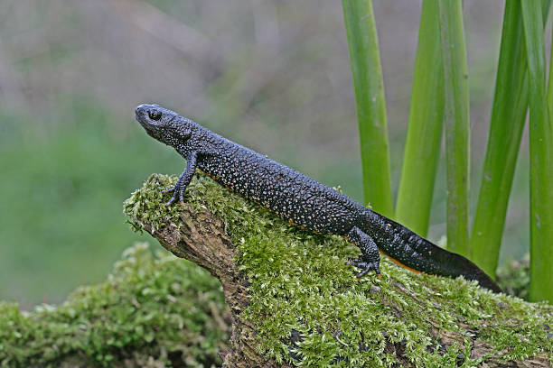 istock Great-crested newt, Triturus cristatus, 461809707