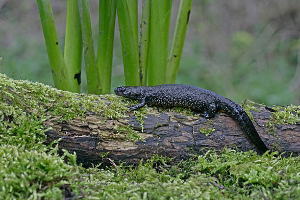 istock Great-crested newt, Triturus cristatus, 461809787