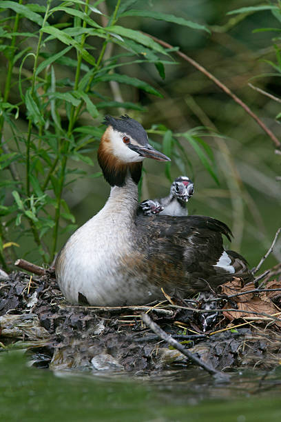 Great-crested grebe, Podiceps cristatus Great-crested grebe, Podiceps cristatus, on nest with young, Worcestershire great crested grebe stock pictures, royalty-free photos & images