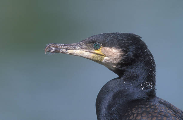 istock Great cormorant, Phalacrocorax carbo 461810429