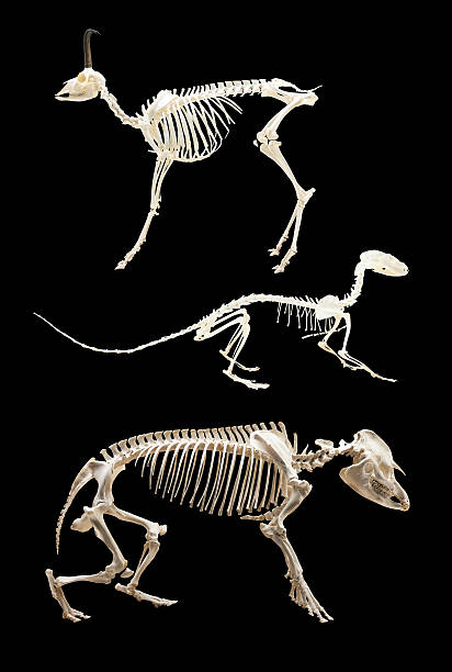istock skeletons of animals. Isolated over black 461810995