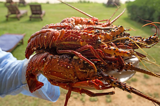 Dish With Lobsters stock photo