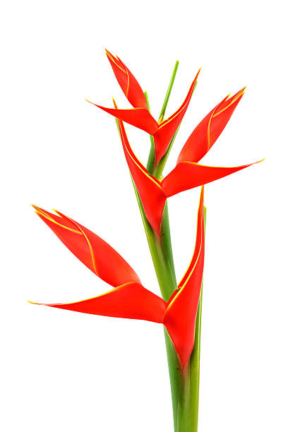 istock Beautiful Heliconia H stricta Huber 