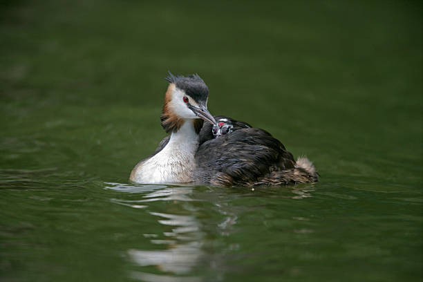 Great-crested grebe, Podiceps cristatus, on nest with young, Worcestershire
