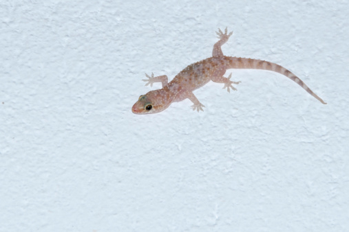gecko on white wall