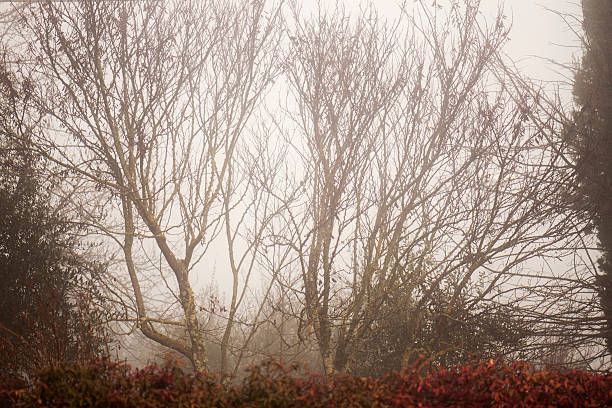 istock Trees in the fog 461818295