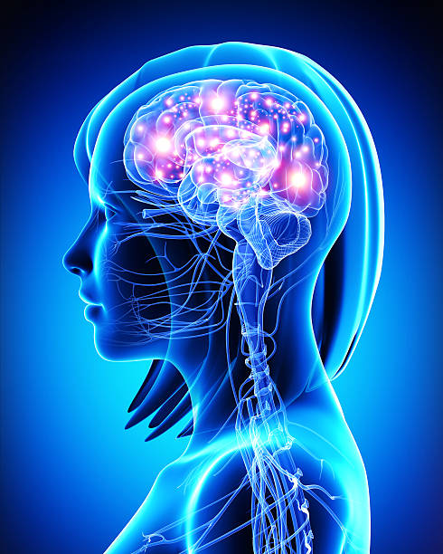istock 3d art illustration of female active brain 461818411