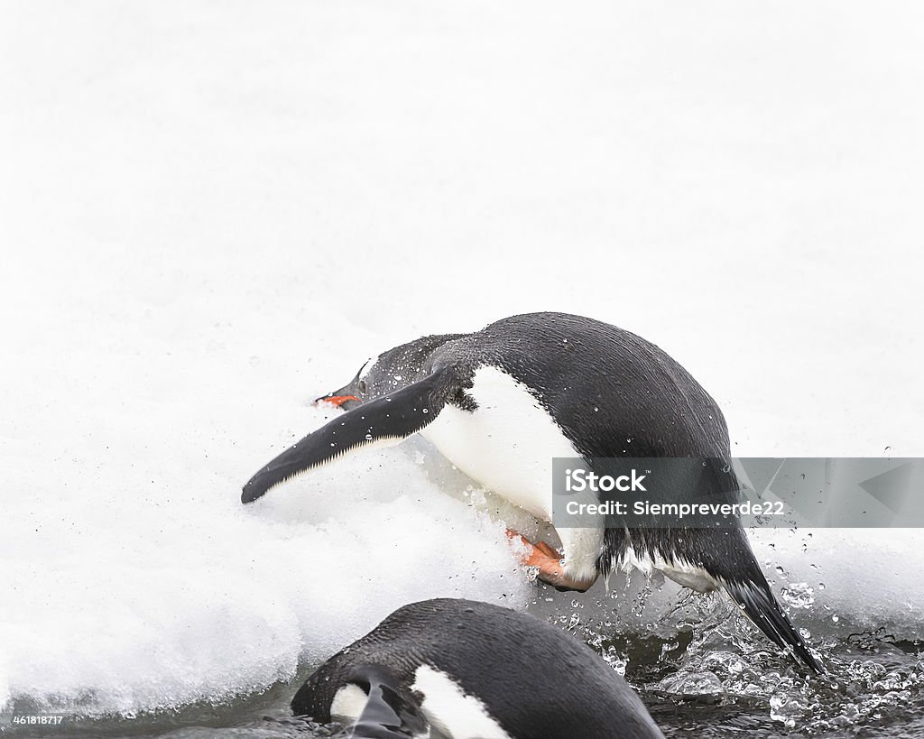 Penguins spielen auf dem Eis-rock - Lizenzfrei Antarktis Stock-Foto