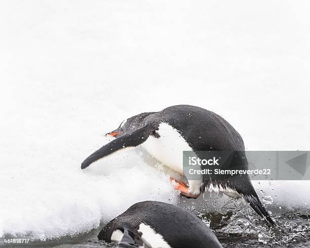 Penguins Play Sul Ghiaccio Rock - Fotografie stock e altre immagini di Ambientazione esterna - Ambientazione esterna, Animale, Animale selvatico