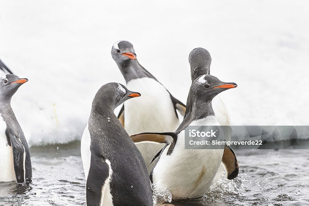 Penguins play sul ghiaccio rock - Foto stock royalty-free di Ambientazione esterna