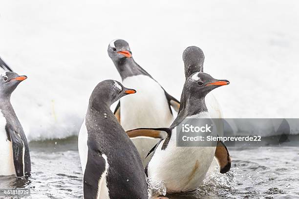 Penguins Play Sul Ghiaccio Rock - Fotografie stock e altre immagini di Ambientazione esterna - Ambientazione esterna, Animale, Animale selvatico