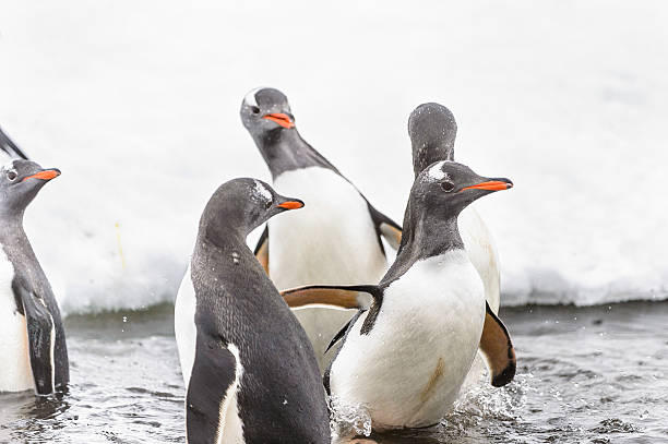 istock Penguins play on the ice rock 461818719