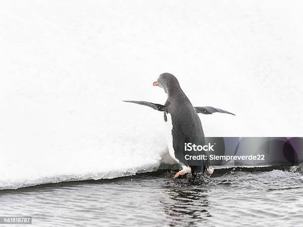 Pingüinos Juegue En El Hielo Rock Foto de stock y más banco de imágenes de Aire libre - Aire libre, Animal, Animales salvajes