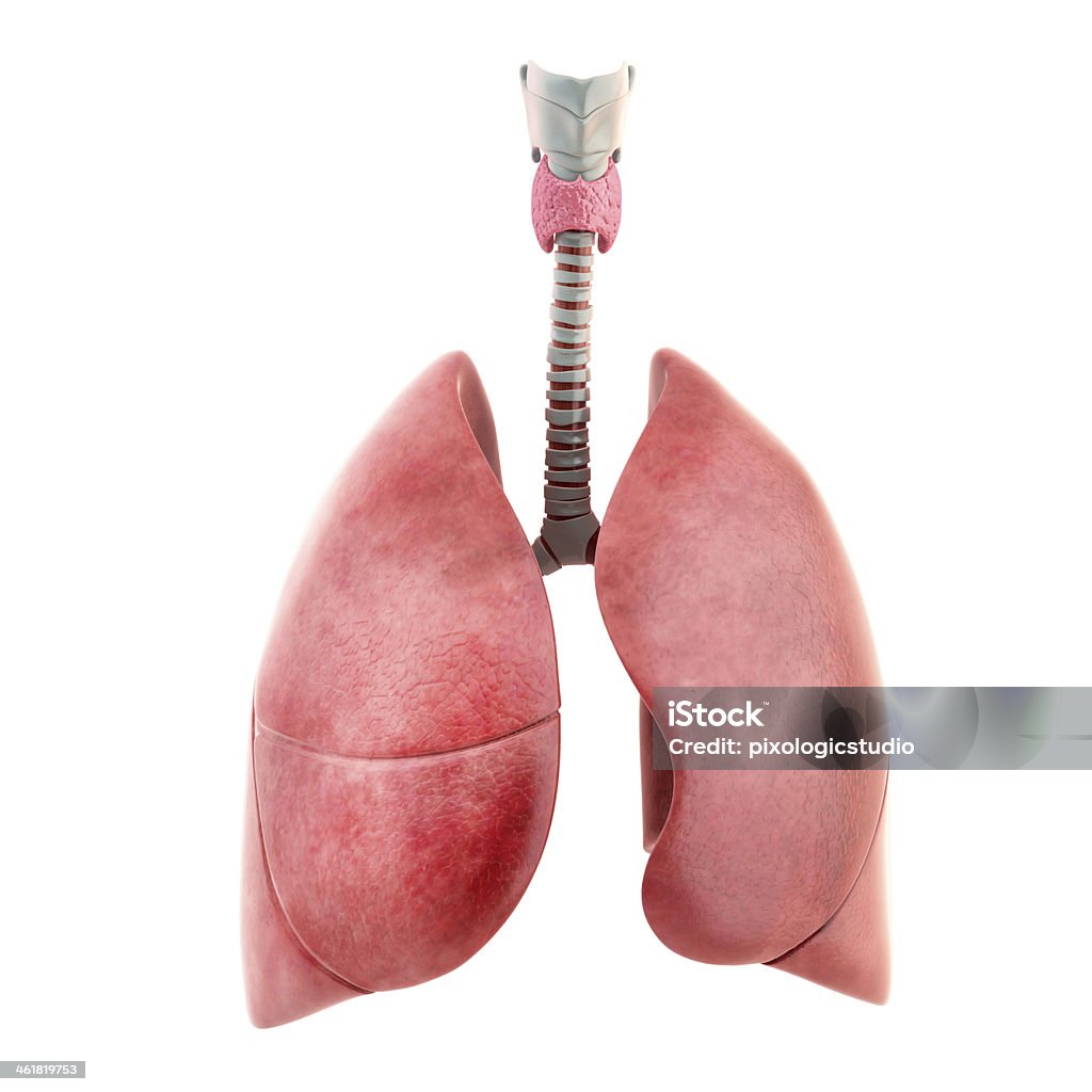 Lungs isolated on white background Three Dimensional Stock Photo