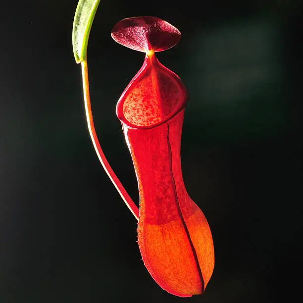 Single of Nepenthes ampullaria Jack, made lighting by CLS Flash function.