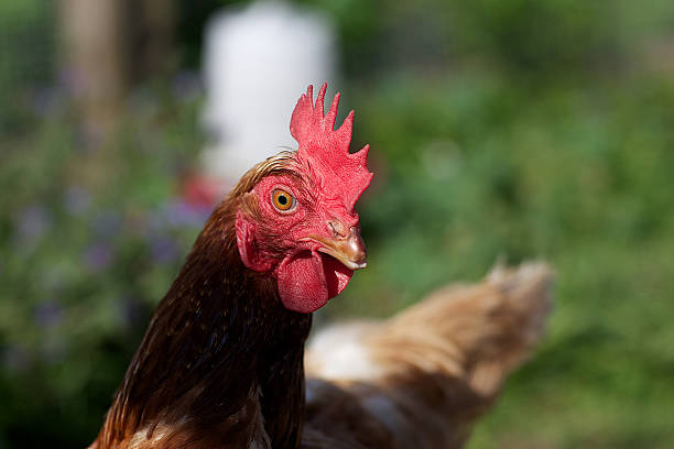 backyard chicken stock photo