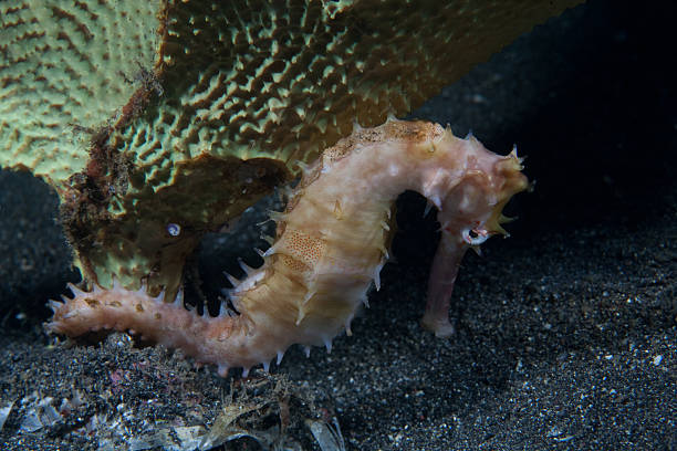istock Thorny seahorse and sponge 461832681