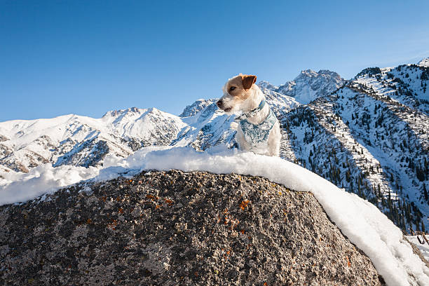 eal 犬 - dog snow bernese mountain dog paw ストックフォトと画像