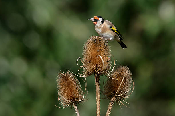 istock Goldfinch,Carduelis cardueliss 461839809