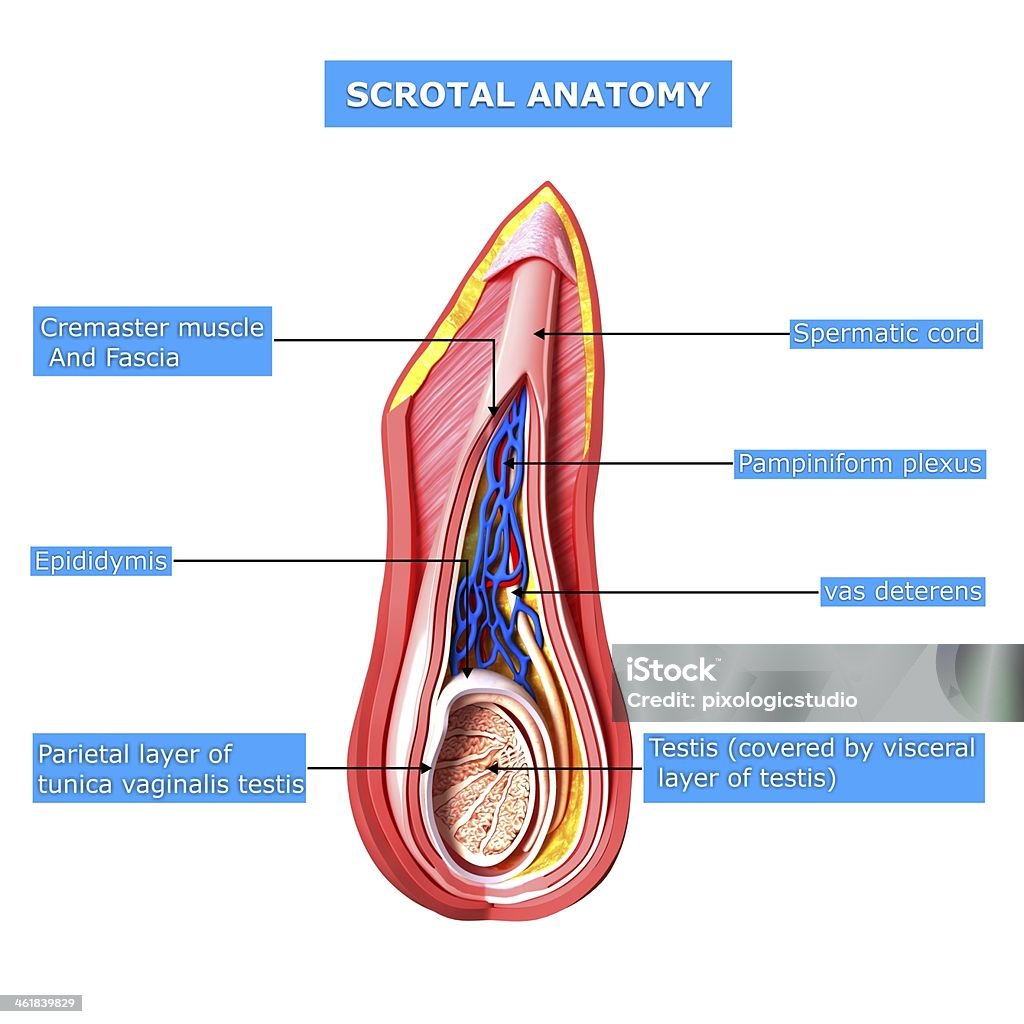 Riproduzione Scrotal strati - Foto stock royalty-free di Anatomia umana