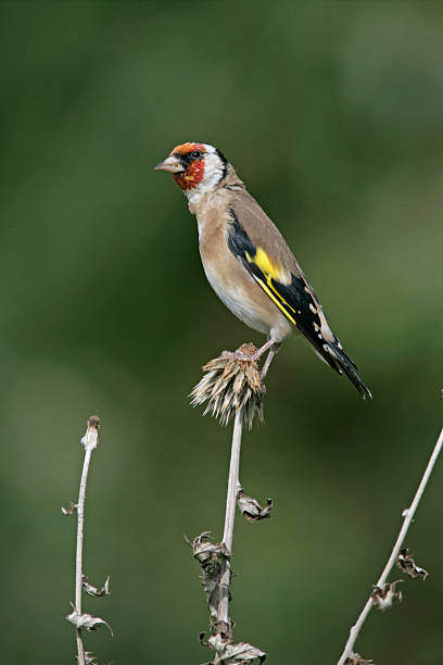 istock Goldfinch,Carduelis cardueliss 461839839