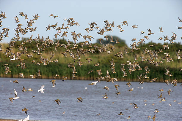 istock Golden plover, Pluvialis apricaria 461839847